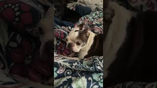 No dog were harmed in the making #funny #comedy #dog #bostonterrier