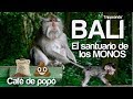 🇮🇩 Café de POPÓ y el Santuario de los MONOS / TRIPPEANDO x BALI Parte 2