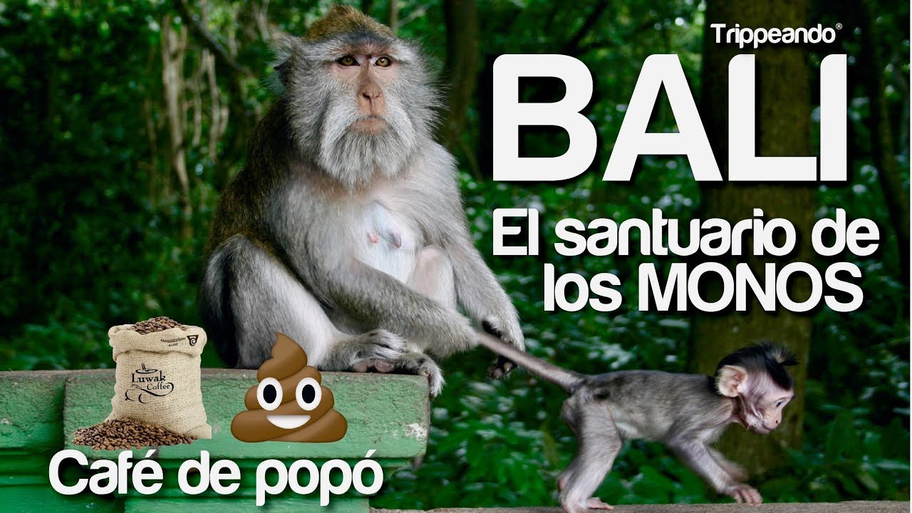 🇮🇩 Café de POPÓ y el Santuario de los MONOS / TRIPPEANDO x