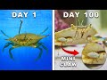 Keeping A Bait Shop Crab As A Pet Keeping A Bait Shop Crab As A Pet