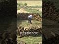 #SHORT | CARBONERO transforma 10.000 kg de leña en CARBÓN VEGETAL (Vídeo completo en mi canal)