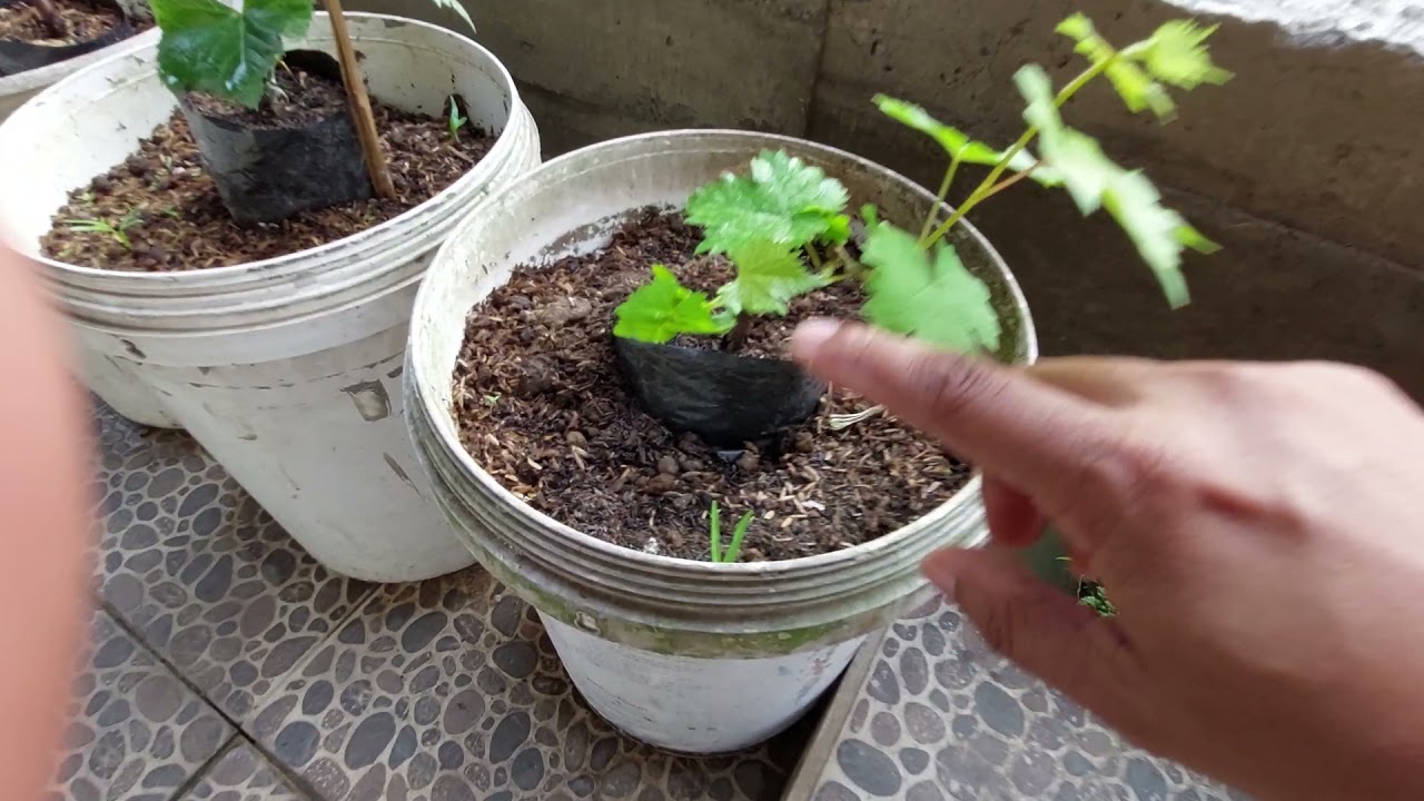 Tatacara Mengatasi Bibit Anggur Yang Stagnan Pertumbuhannya