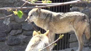 Волки в зоопарке(Волк и волчица в Киевском зоопарке., 2015-04-27T18:13:50.000Z)
