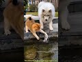 Dog took fish from cat #shorts