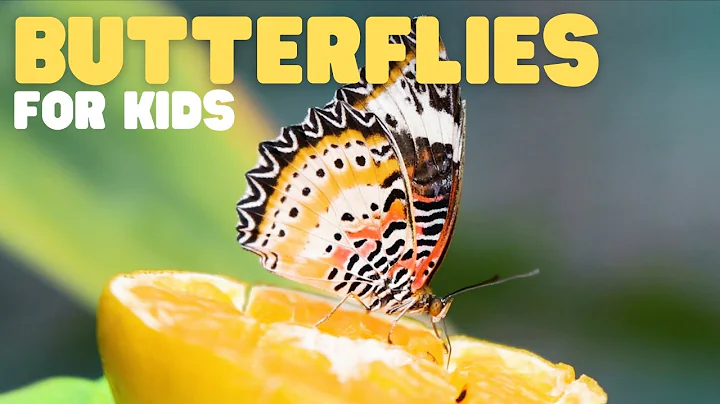 Butterflies for Kids | Learn about the diet, habitat, and behaviors of butterflies