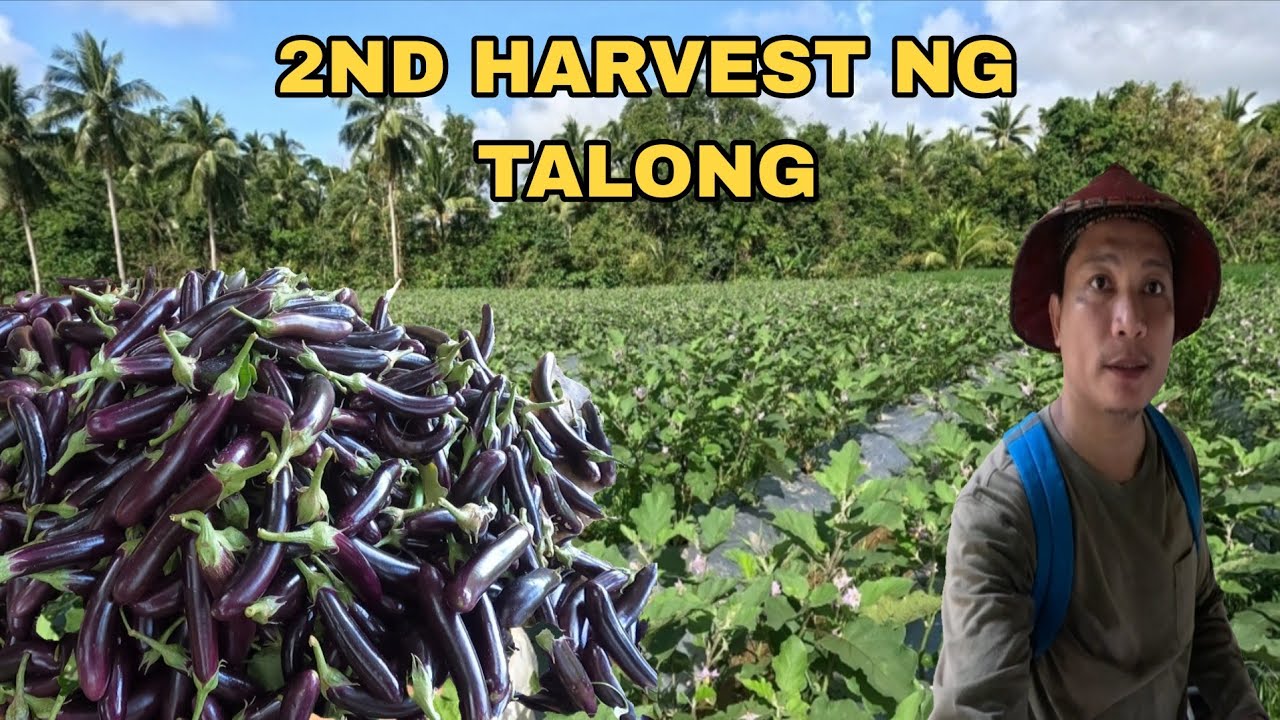 Biglaang harvest ng talong may umorder diritso deliver 