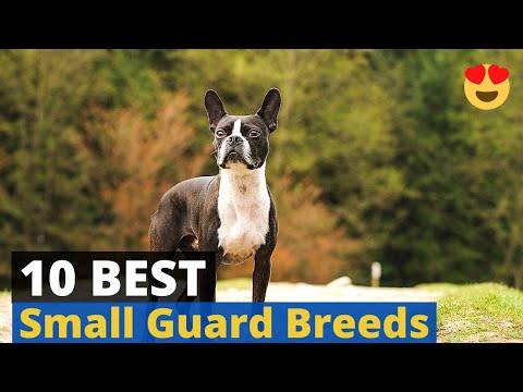 The Top 10 Tiny Guard Dog Breeds (This is Weird) [Updated Guide]