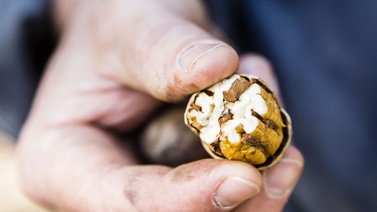 Deep Roots A Family's Pecan Farm Southern Living YouTube