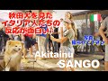 It's funny how Italians react when they see an Akita dog♪