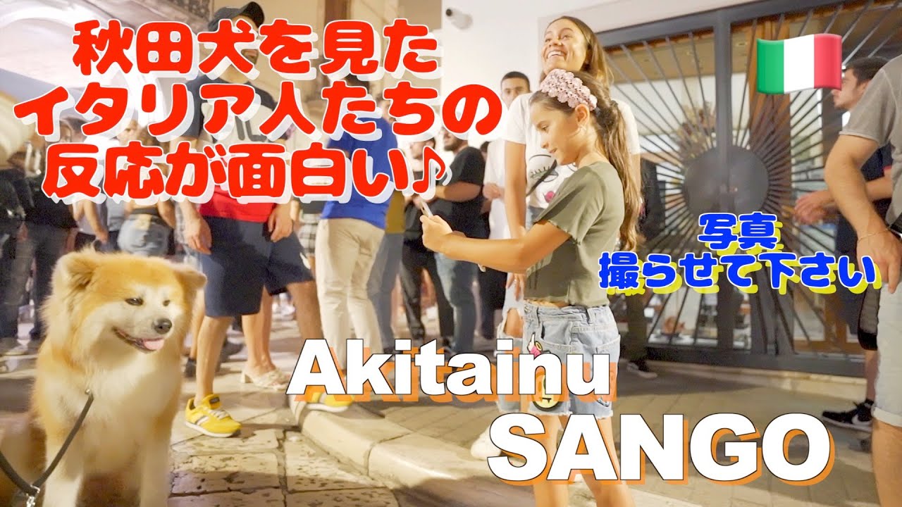 It's funny how Italians react when they see an Akita dog♪ YouTube