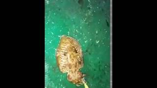 Морская каракатица