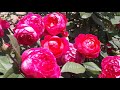 Цветение роз 2021 ч.1 Обзор с названиями роз.