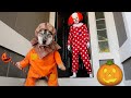 Puppy Goes Trick or Treating to the Wrong Houses!