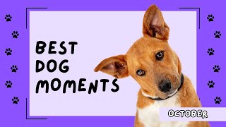 DOGS PLAYING  Best of October  2023  Dog interaction, play and body language #dogs #dogtv #play