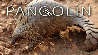 Animales en Peligro - El Pangolín by BENILANDIA 493 views 11 months ago 4 minutes, 45 seconds