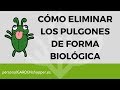 CÓMO ELIMINAR LOS PULGONES DE FORMA ECOLÓGICA - BIOLÓGICA