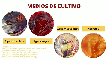 ¿Cuál es el mejor tratamiento para la bacteria Serratia marcescens?