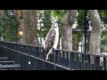 Adult red-tailed hawk catches a rat in Tompkins Square