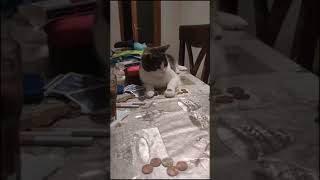 cat does coin flip trick