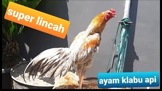 Ayam Bk Klabu Api Super Mulus