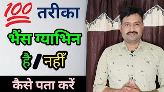 भैंस गाभिन है या नहीं कैसे पता करें pregnant buffalo ki pahchan गाभिन भैंस की पहचान buffalo pregnant