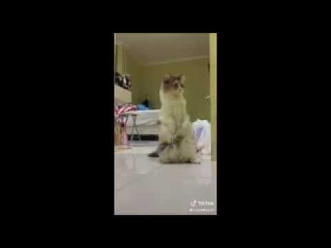 Kumpulan Tik tok kucing lucu (Funny Kitten) 
