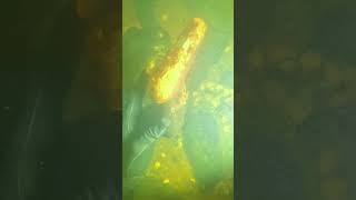 Found Pistol Underwater! (Scuba Diving)