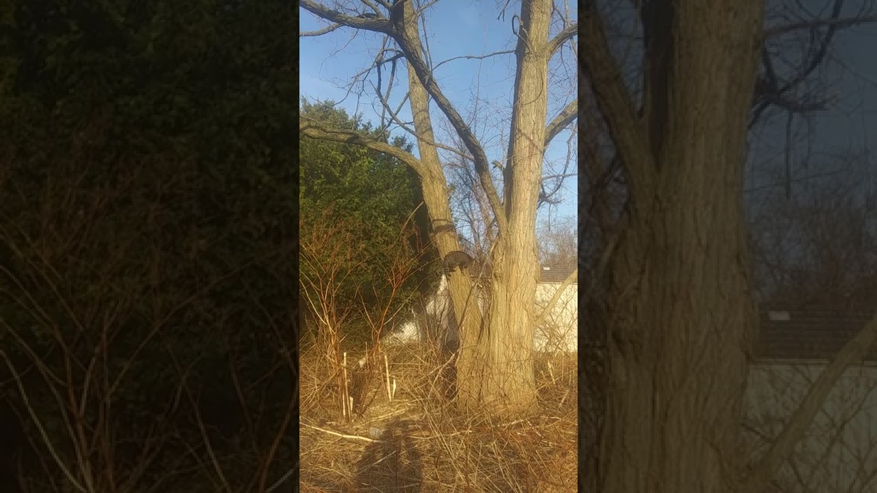 cat climbing down a tree