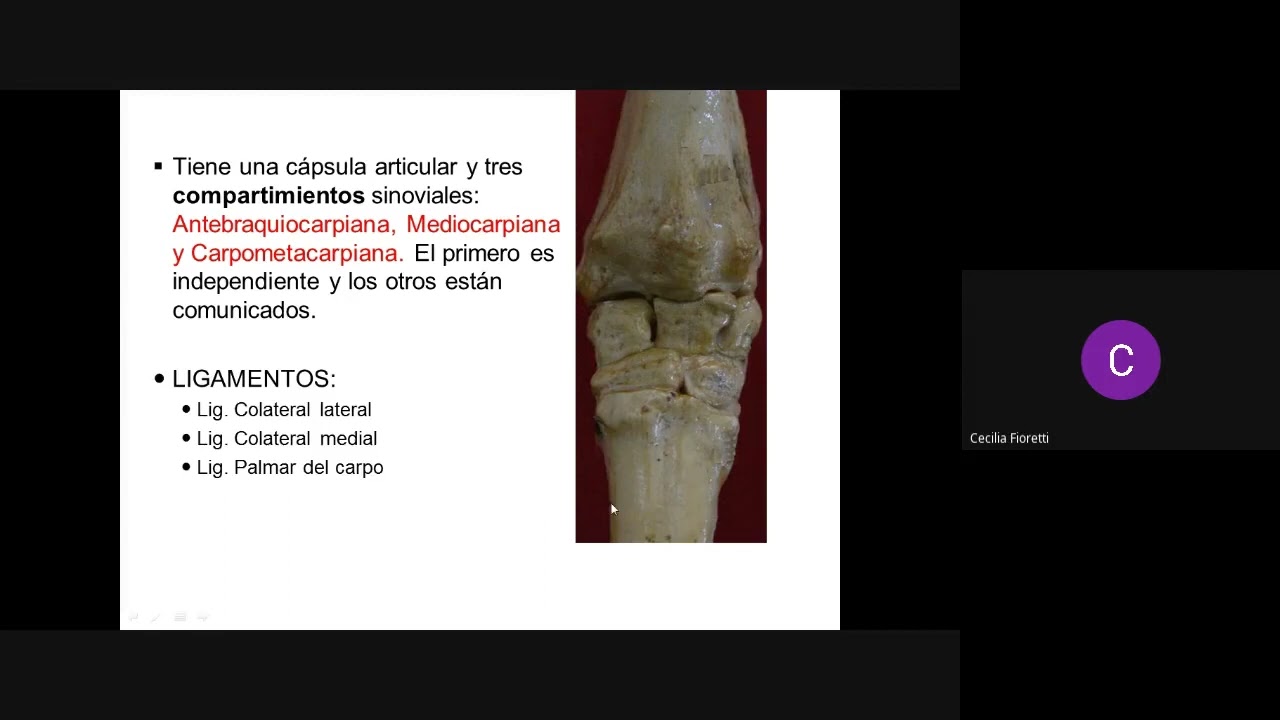 Articulaciones del miembro torácico