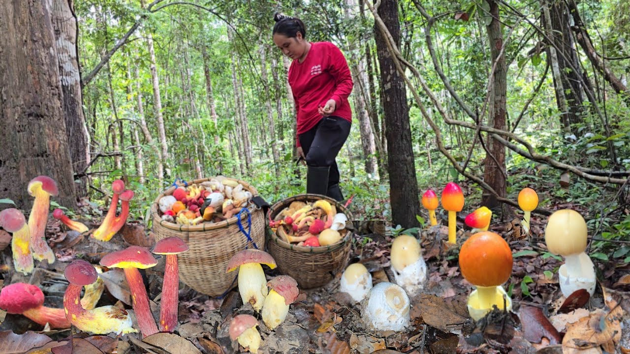 สุดยอดเห็ดป่านี้!! ออกทั่วป่า!เห็ดปลวก ระโงก ผึ้งแดงขาลาย เห็ดรวม!!เก๋็บได้เป็นหอบเป็นหาบ!!23พ.ค2567