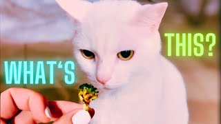 Funny Cat Reaction To Broccoli 😹🤍🥦 by 👑 Miss Lulu & 🎩 Sir Dub-B  580 views 3 months ago 38 seconds