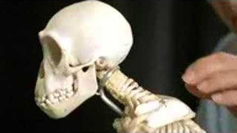 Evolution Walking Tall