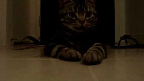 Watch the video about American shorthair kitty - too hot