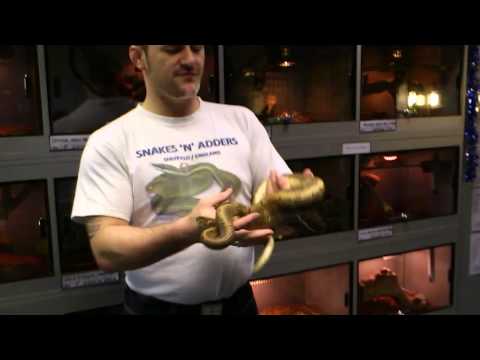 08 Male Pinstripe Royal Python available at Snakes'N'Adders