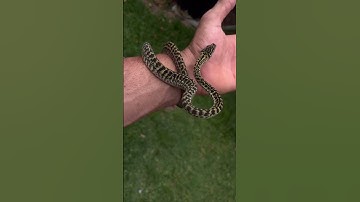 Het snow zebra carpet python #reptiles Australian snake breeder