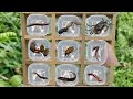 Catch Insects, Horned Beetles, Sugarcane Beetles, Pollinating Beetles, Cute Fish, and Crabs.
