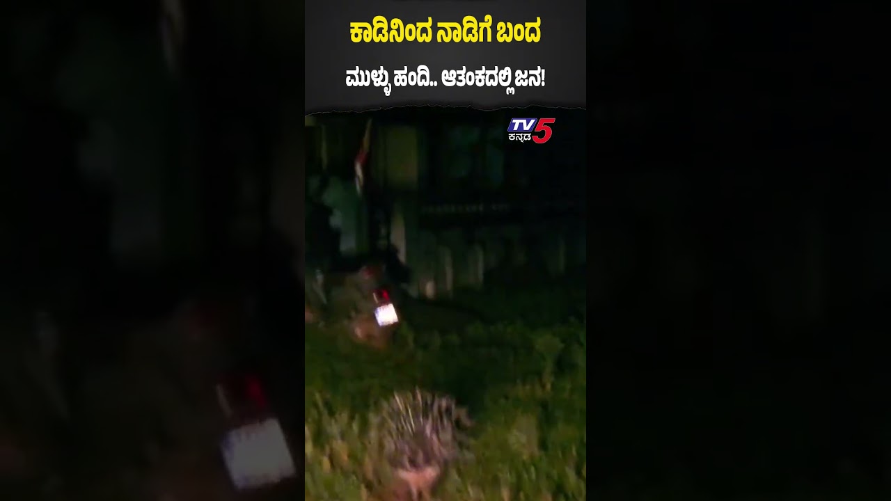 Wild Porcupine Enters Dharwad Residential Areaಧಾರವಾಡದ ಸಾಧನಕೇರಿ ಓಡಾಡುತ್ತಿರುವ ಕಾಡು ಪ್ರಾಣಿ ಮುಳ್ಳು ಹಂದಿ