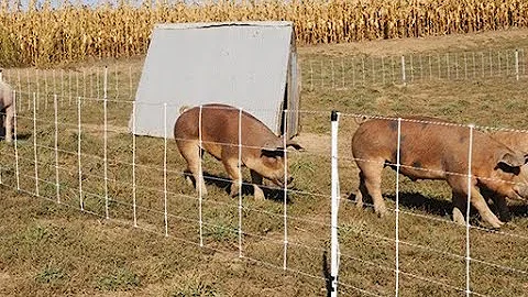 Feeding Pasture Raised Pigs