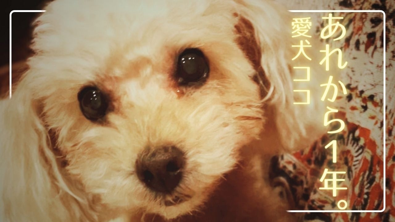 【愛犬】ココちゃんへ、あれから1年。今もずっと大好きだよ。。