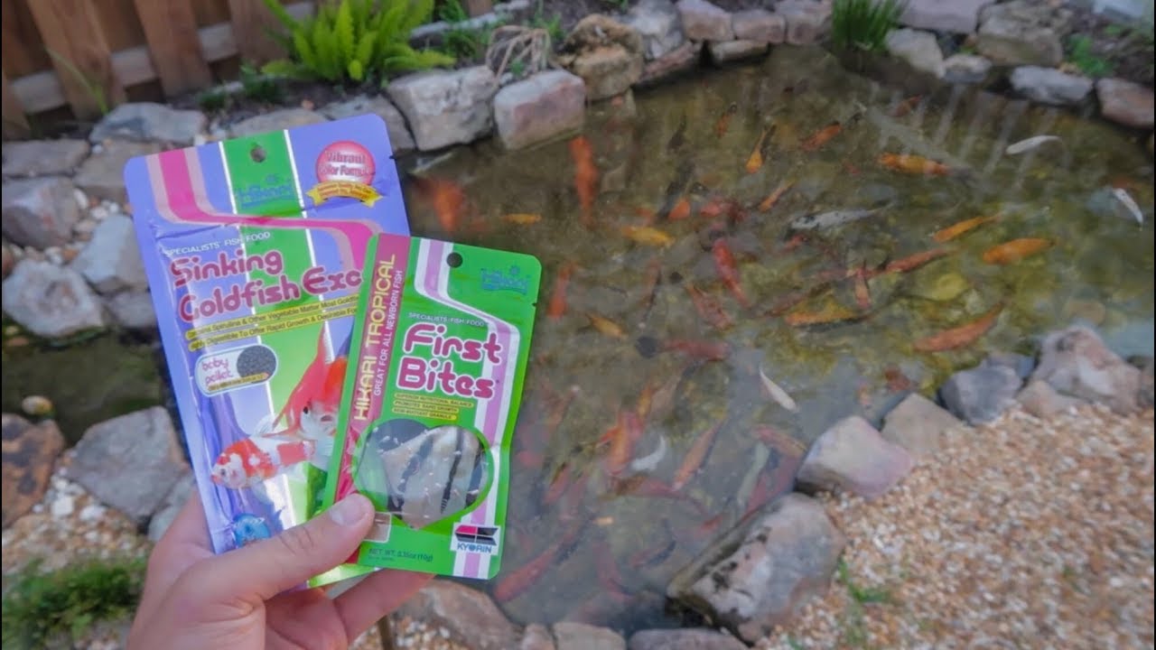 MINI FISH FOOD for NEW BABY FISH!!! YouTube