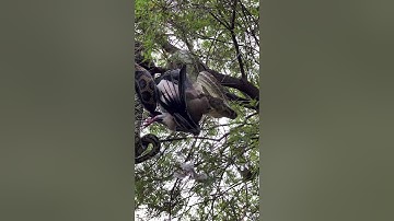 Queensland Family Discovers Python Eating Bird Outside Home