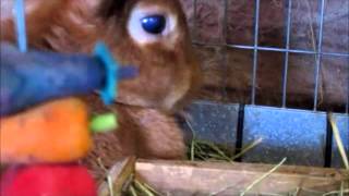 Rabbitry Update--Kindling Day 1-- 9/30/15