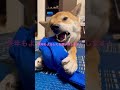 良いお年を！　柴犬　えいと #shorts #柴犬 #可愛い #がじがし #あむあむ #大晦日