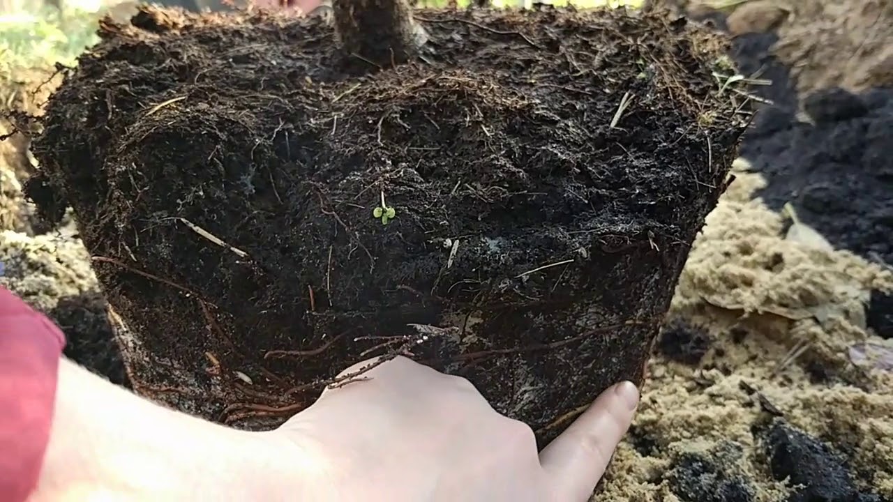 Осенняя посадка сосны горной гном.
