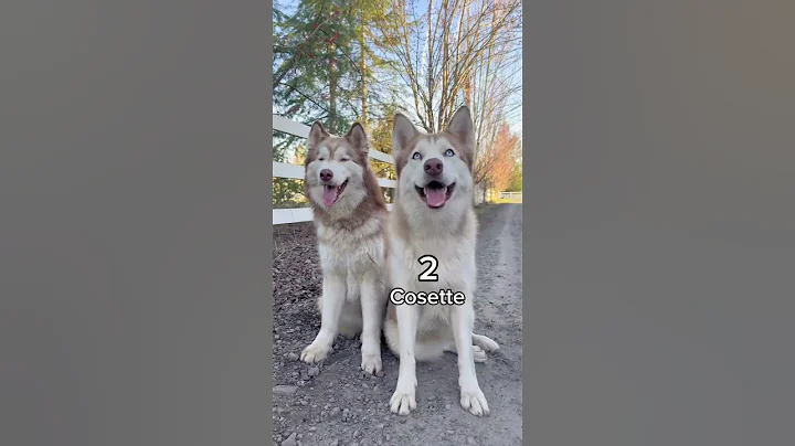 Are you an oldest, middle or youngest sibling? 🤔 No matter how old these puppies get they’ll alway