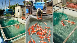 Nogami Koi Farm Shows Parent Fish for BREEDING 2023!!