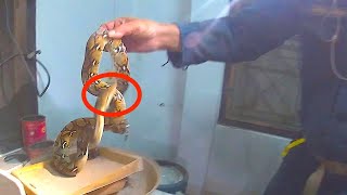 Angry Python Found in Man's KITCHEN! Net Worth
