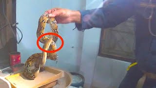 Angry Python Found in Man&#39;s KITCHEN!