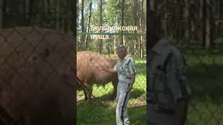 Беловежская пуща. Июль 2015. Shorts.