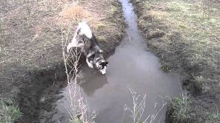 Today at Springbrook Dog Park...